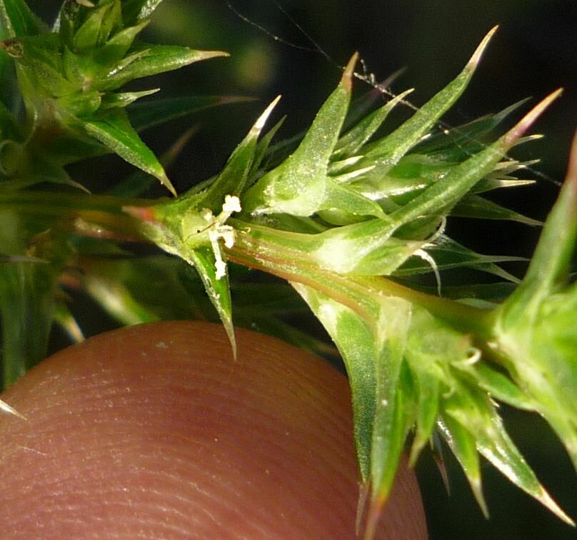 High Resolution Salsola tragus Flower